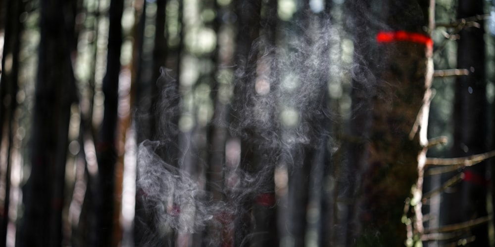 smoke coming out of a pipe in a forest