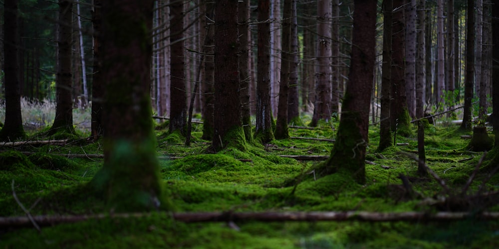 a forest filled with lots of green grass