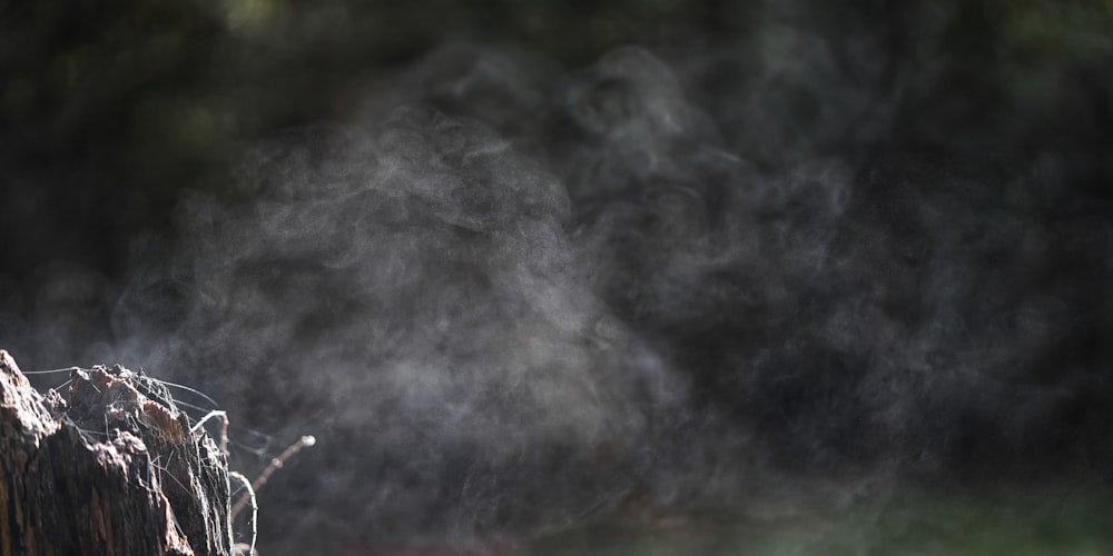 a bird sitting on a tree stump with smoke coming out of it