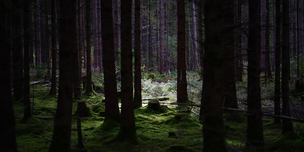 a forest filled with lots of green moss covered trees