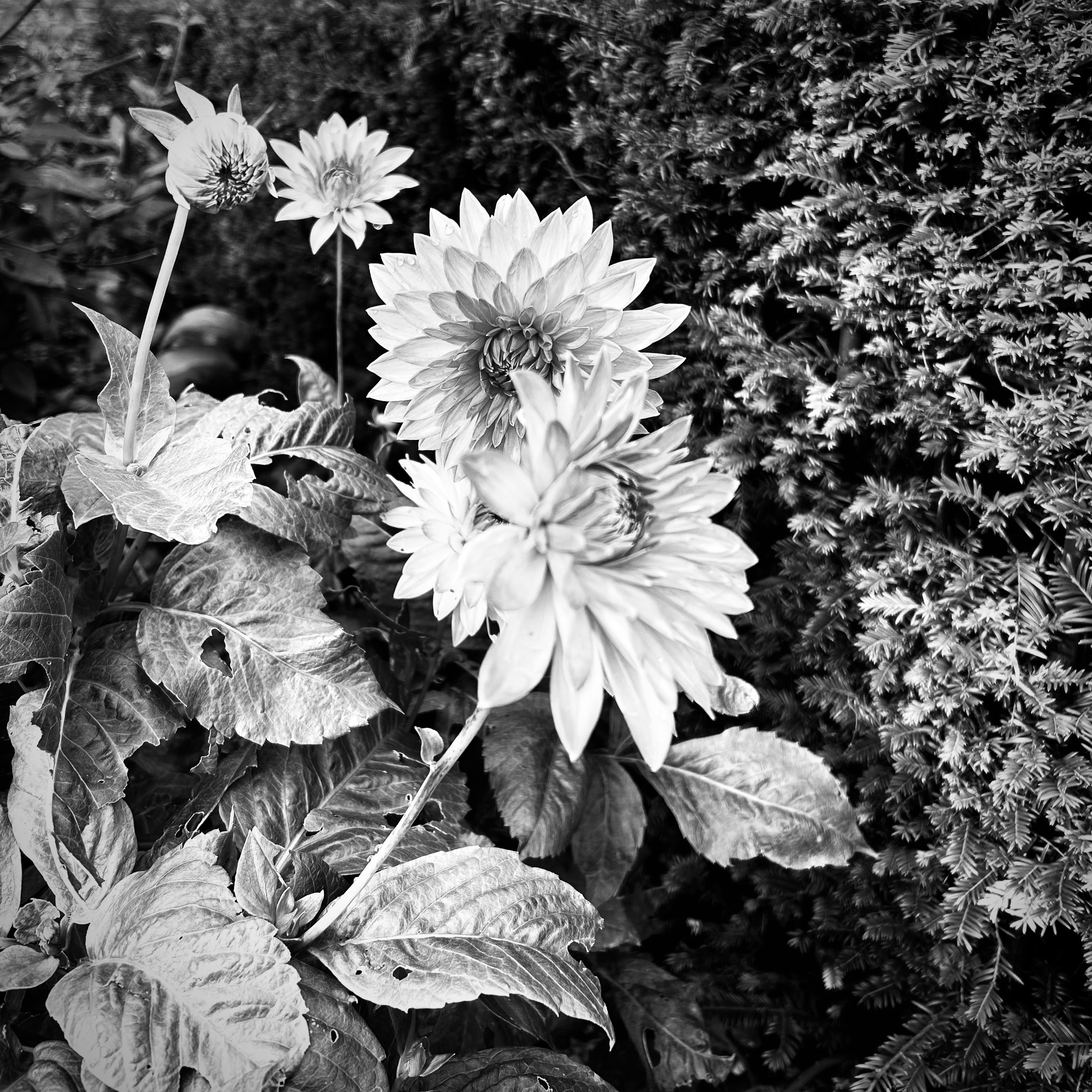 a black and white photo of a bunch of flowers