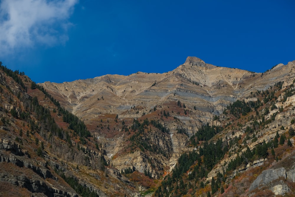 a view of a mountain range with trees in the foreground