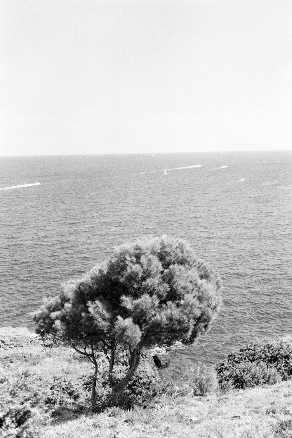 a black and white photo of a tree near the ocean