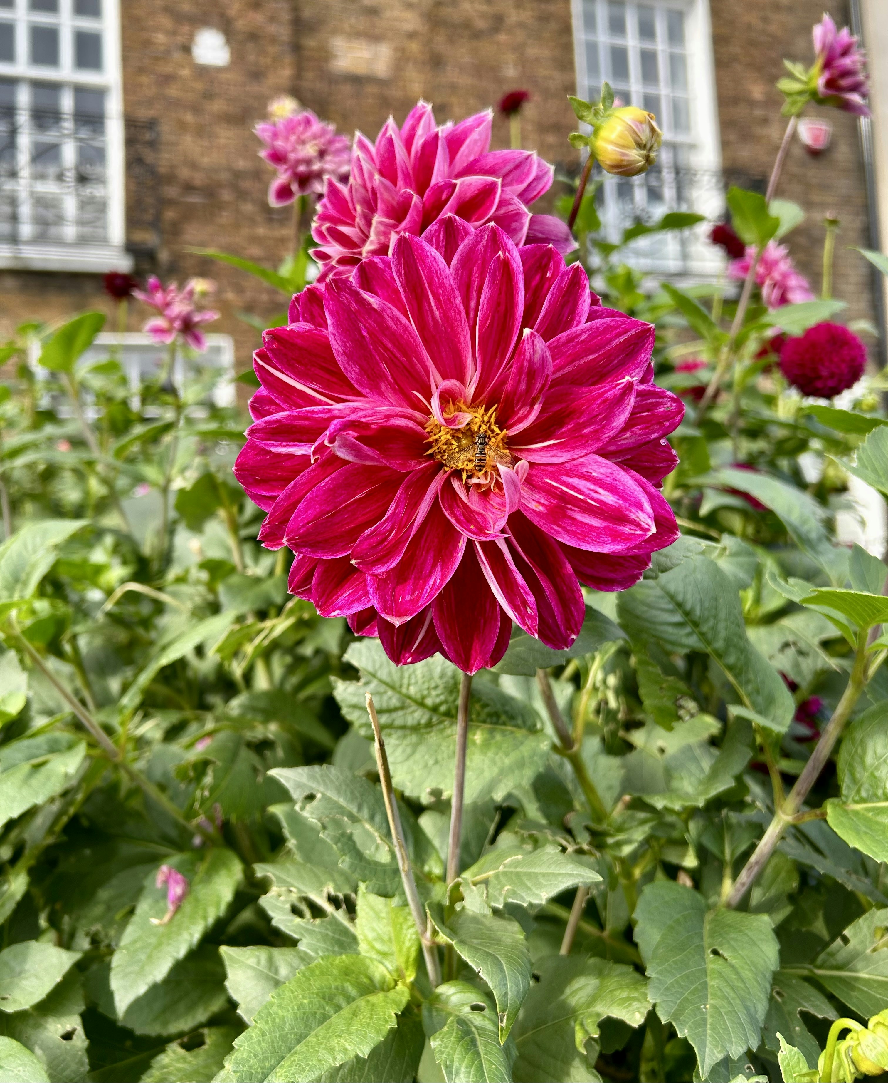 a large pink flower in front of a brick building