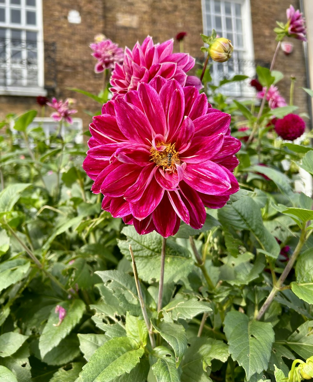 a large pink flower in front of a brick building