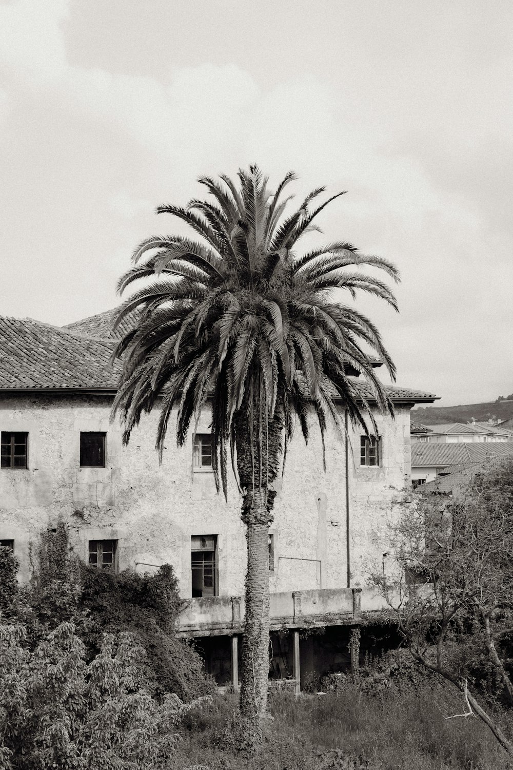 a black and white photo of a palm tree in front of a building