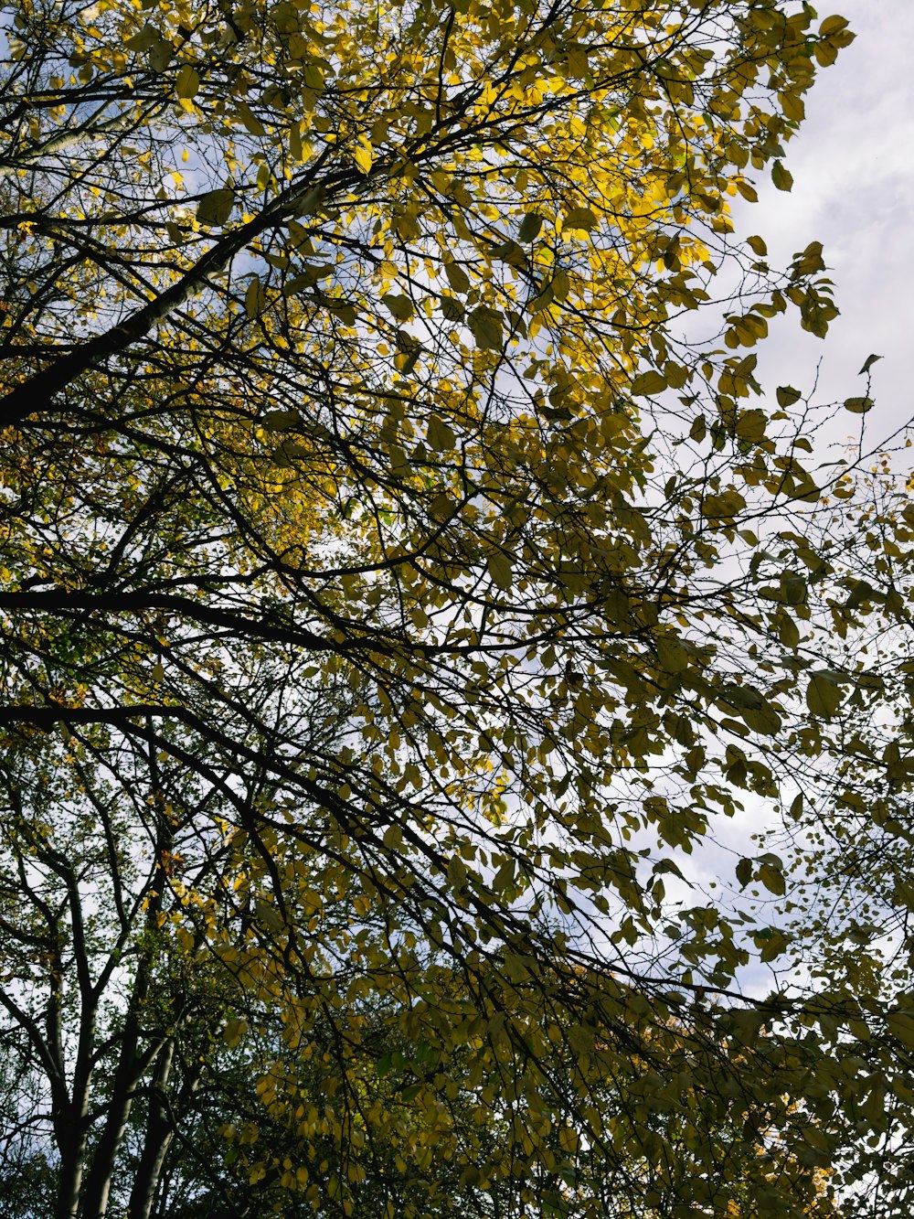 a stop sign in front of a tree with yellow leaves