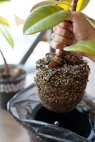 A hand gripping the stem of a plant with root ball exposed, ready for repotting. The plant has large green leaves, and the soil is held within a mesh-like fabric. In the background, there is another potted plant blurred out, suggesting an indoor setting with a focus on gardening activities.