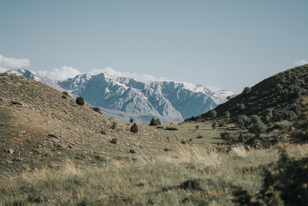 a grassy field with mountains in the background