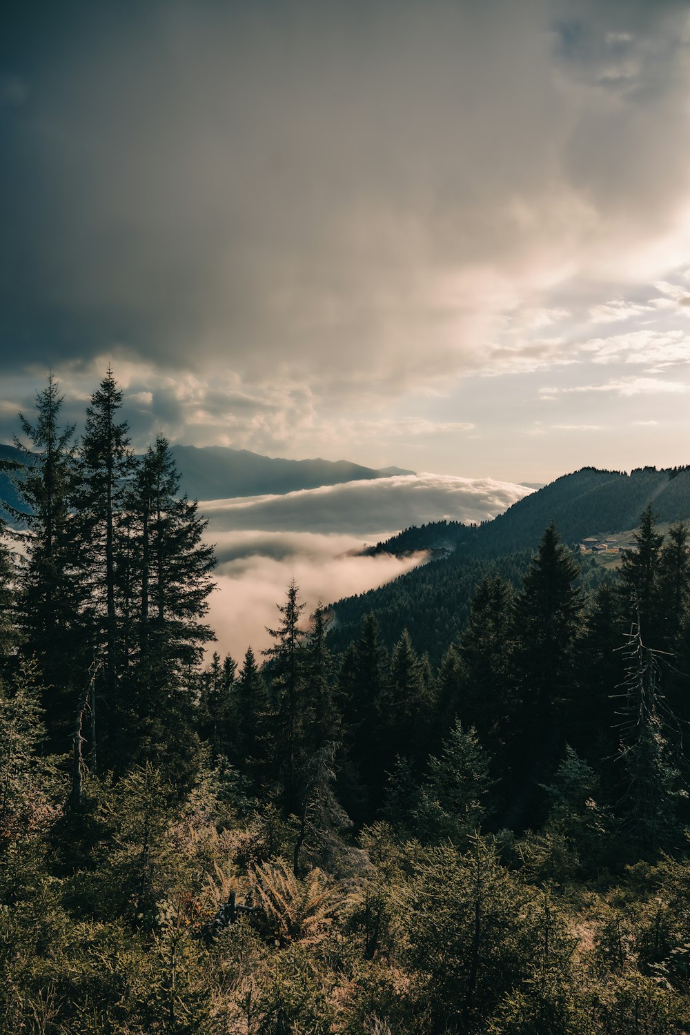 a forest filled with lots of trees under a cloudy sky