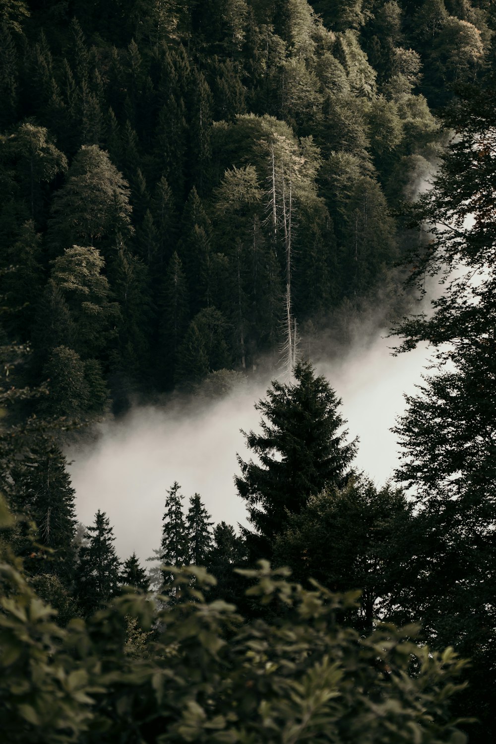 a foggy forest with trees and a mountain in the background