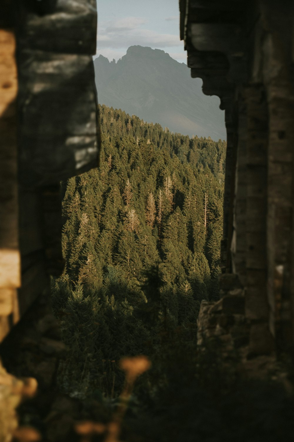 Una vista de un bosque a través de una ventana