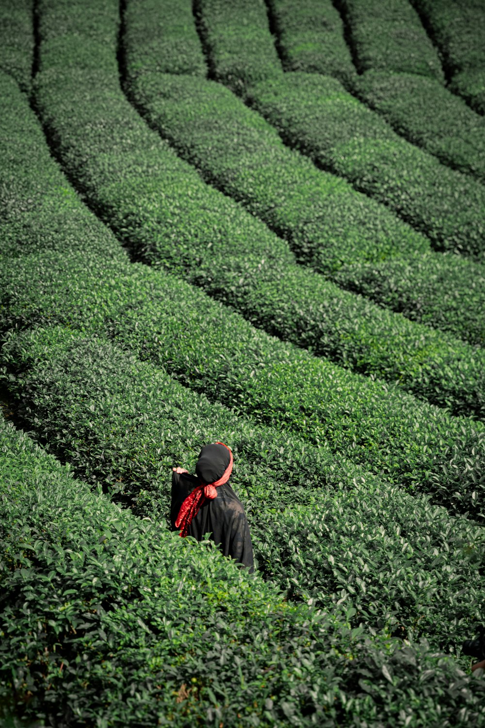 a person standing in a field of green grass