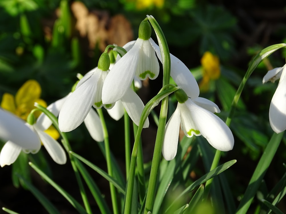 a group of white flowers with green stems