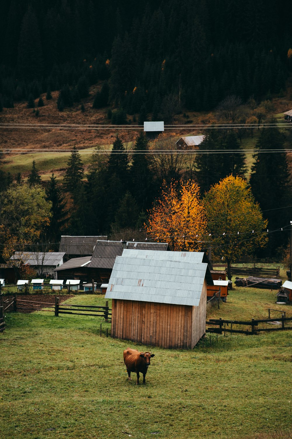 a brown cow standing in a field next to a barn