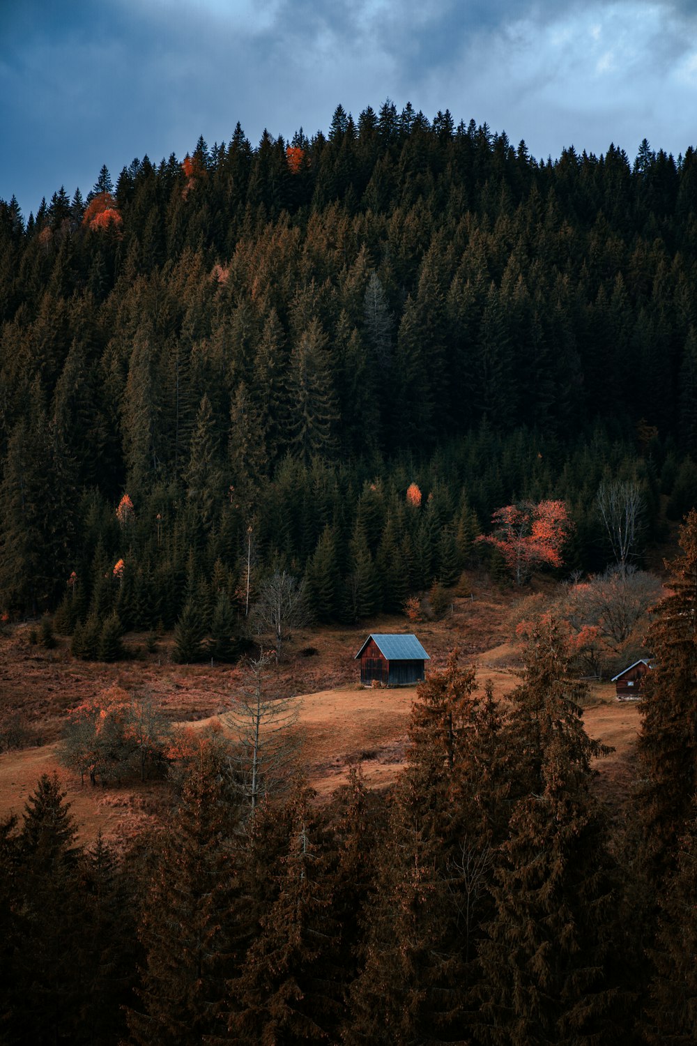 uma cabana aninhada no meio de uma floresta