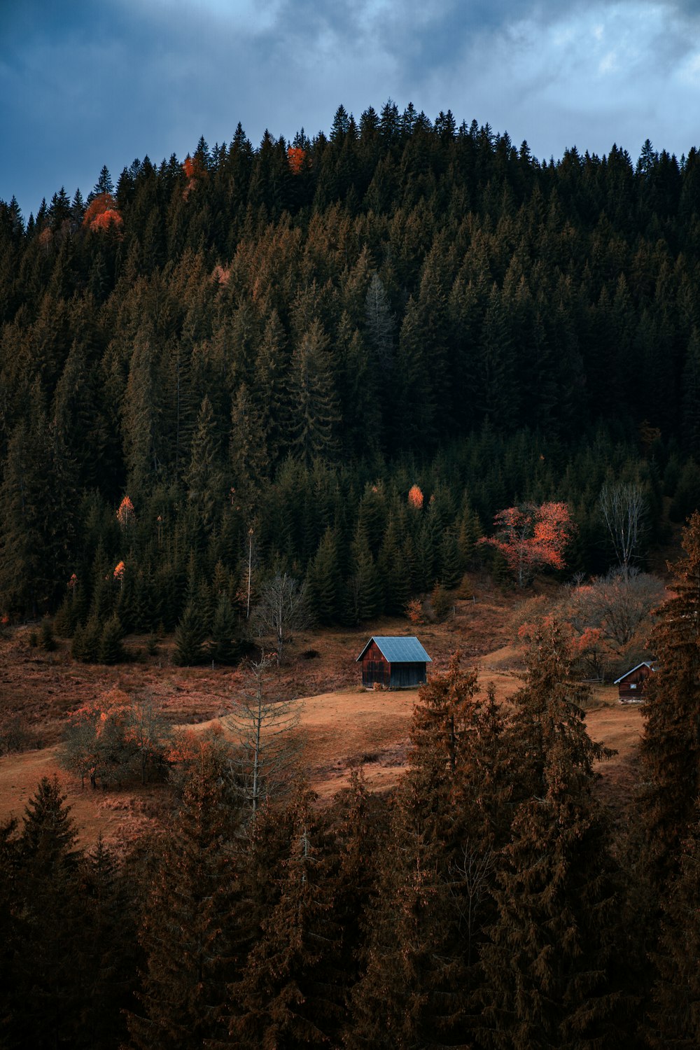 Une cabane nichée au milieu d’une forêt