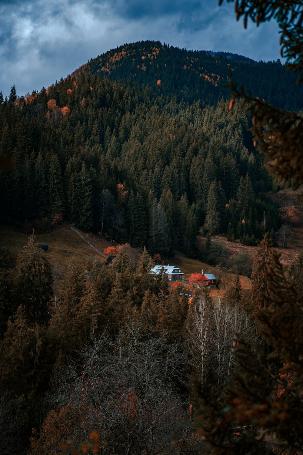 a house in the middle of a forest