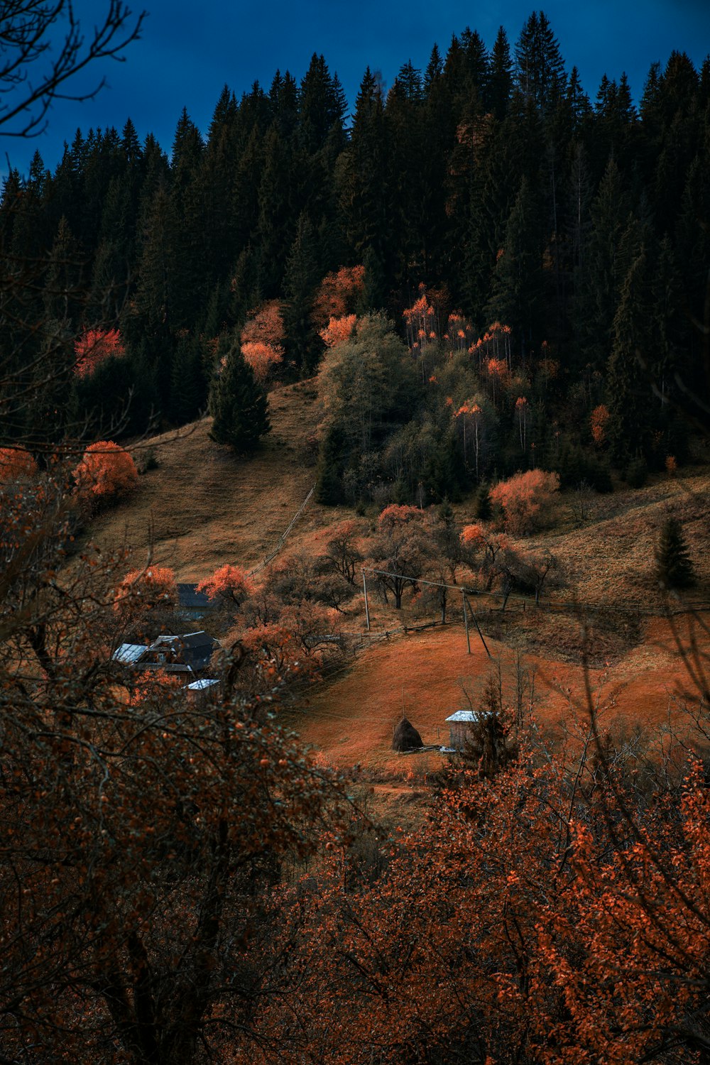 a field with a forest in the background