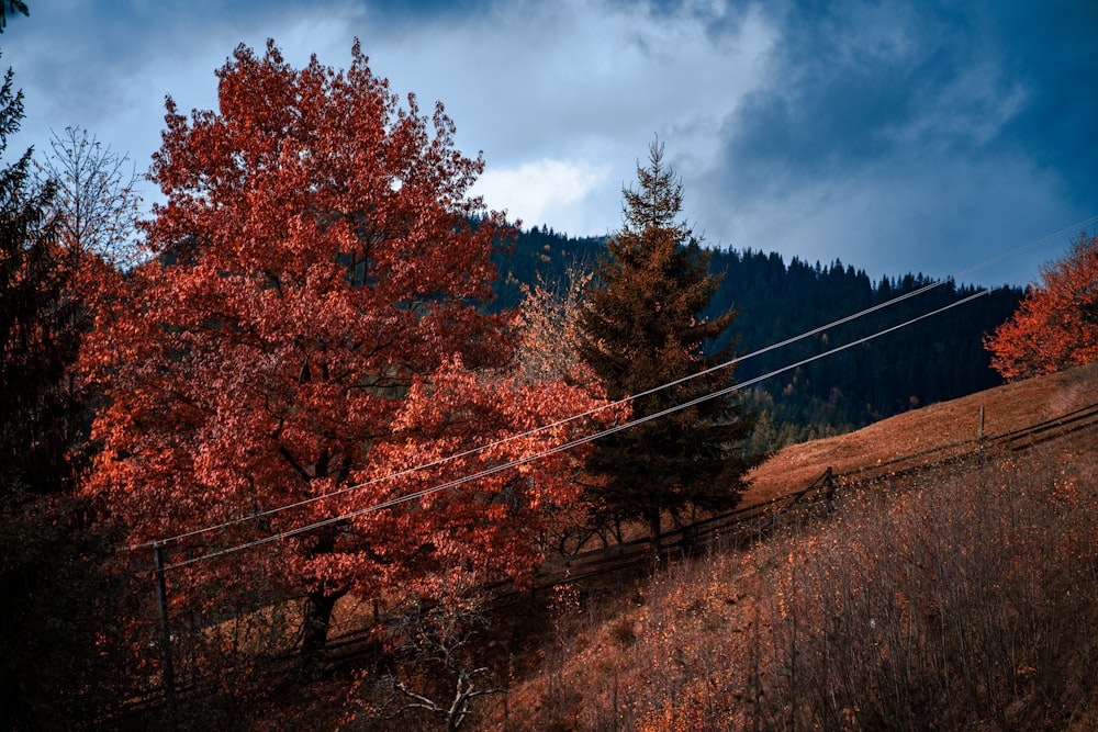 a red tree in the middle of a field