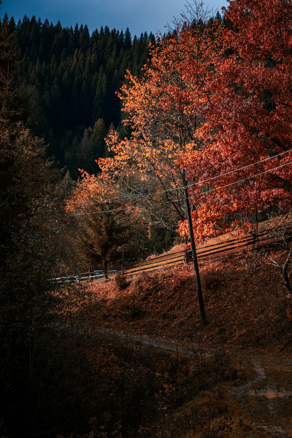 a forest filled with lots of trees next to a forest