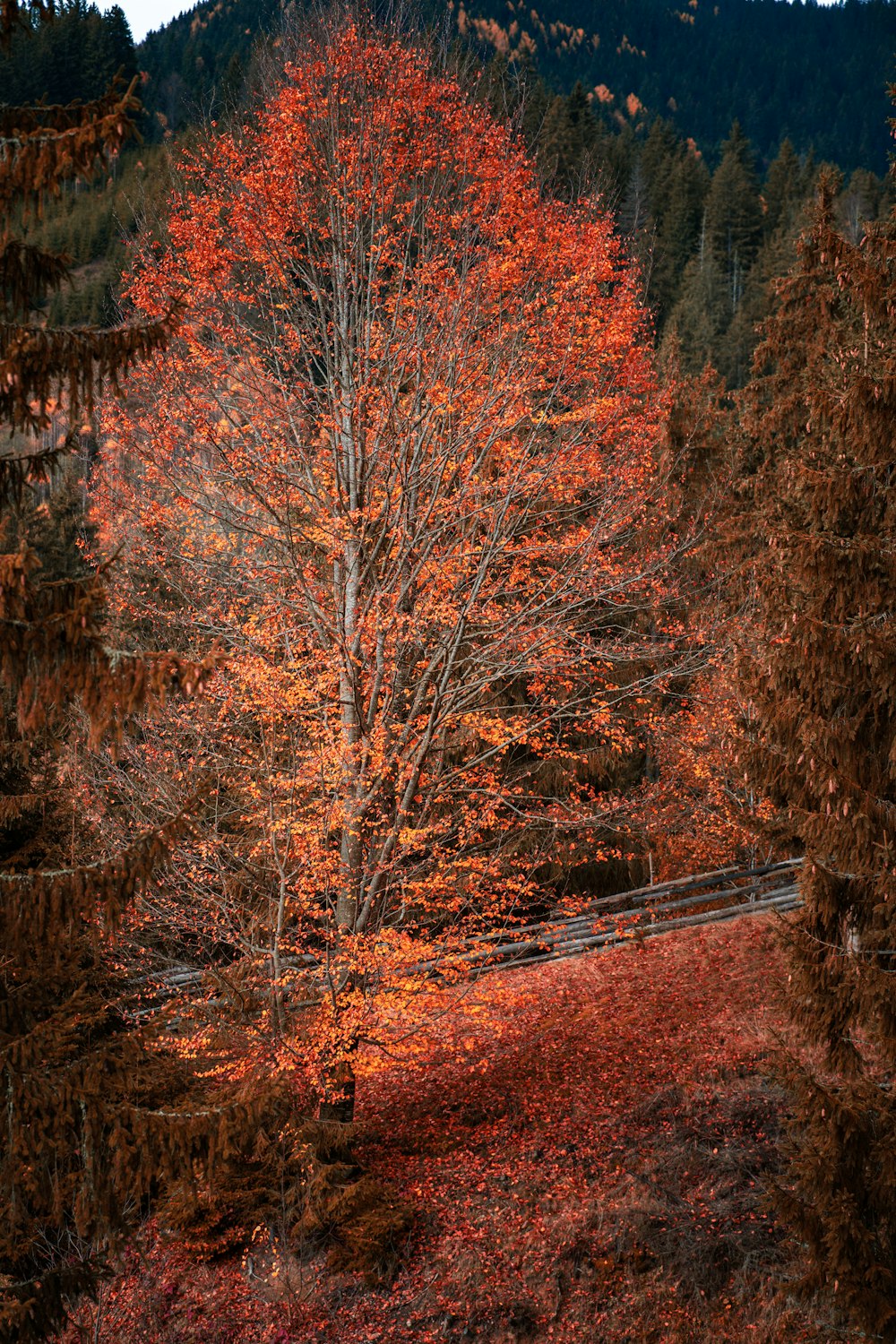 a lone bench in the middle of a forest