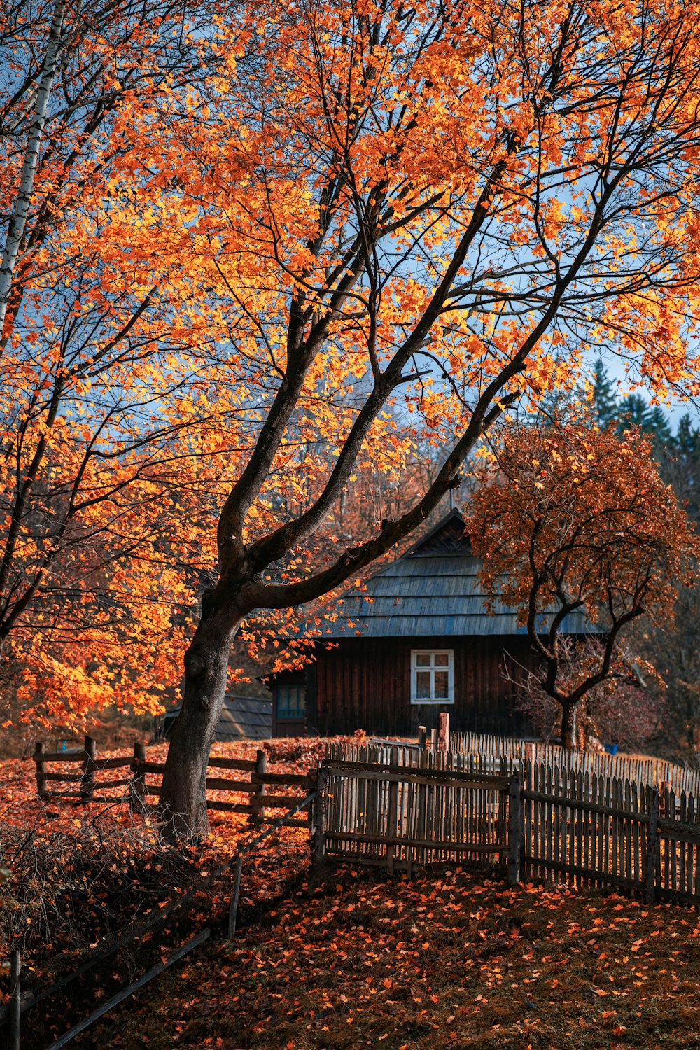 a tree with orange leaves in front of a wooden fence