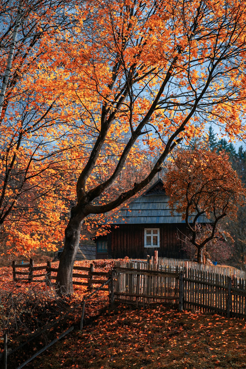 un arbre aux feuilles oranges devant une clôture en bois