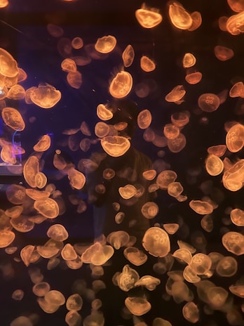 Numerous jellyfish are illuminated with a warm, orange glow against a dark background, creating a mesmerizing underwater scene.