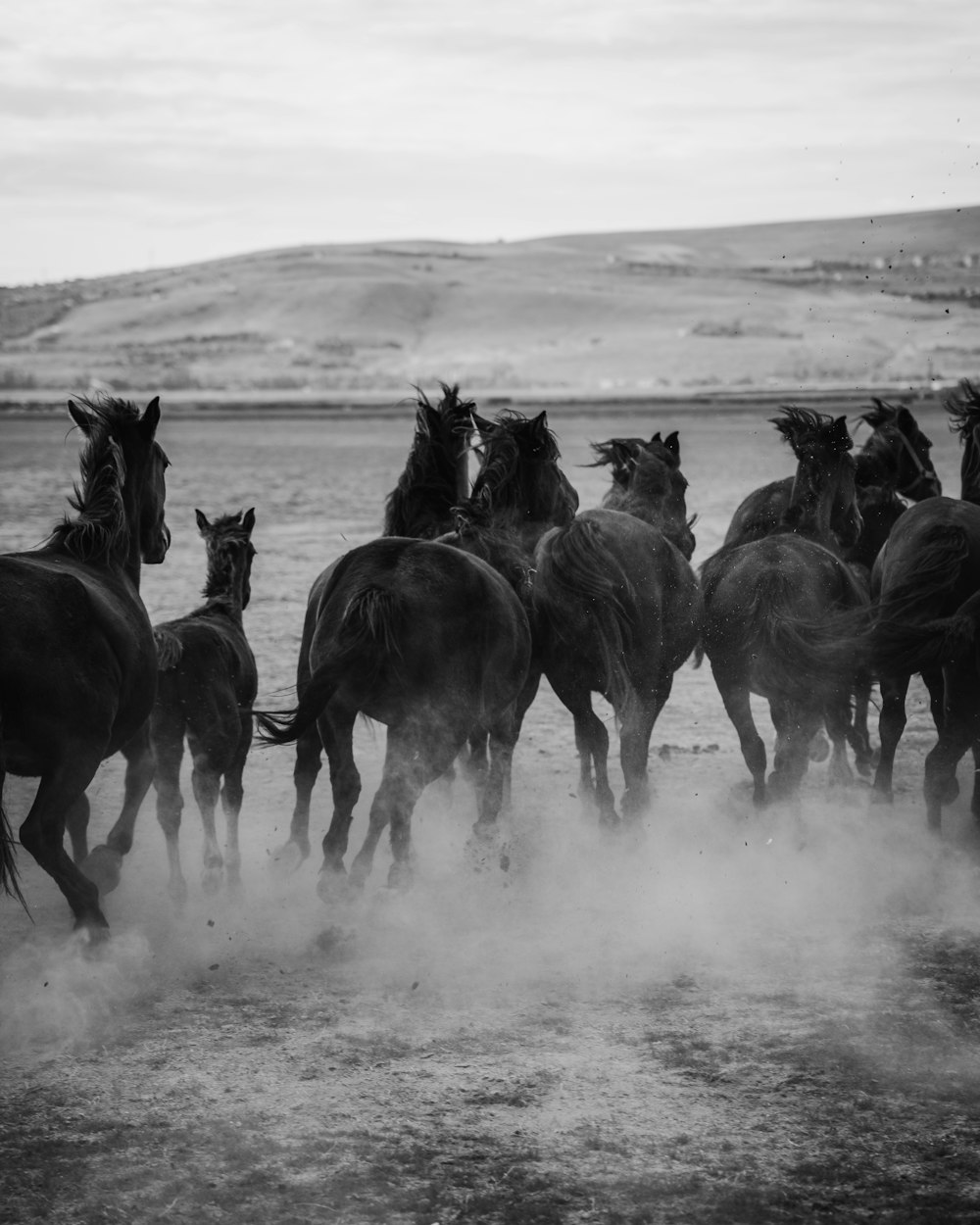 a black and white photo of a herd of horses