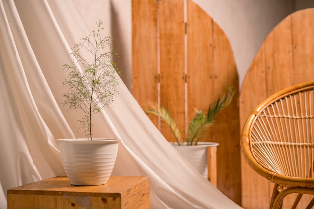 a plant in a white pot on a wooden table