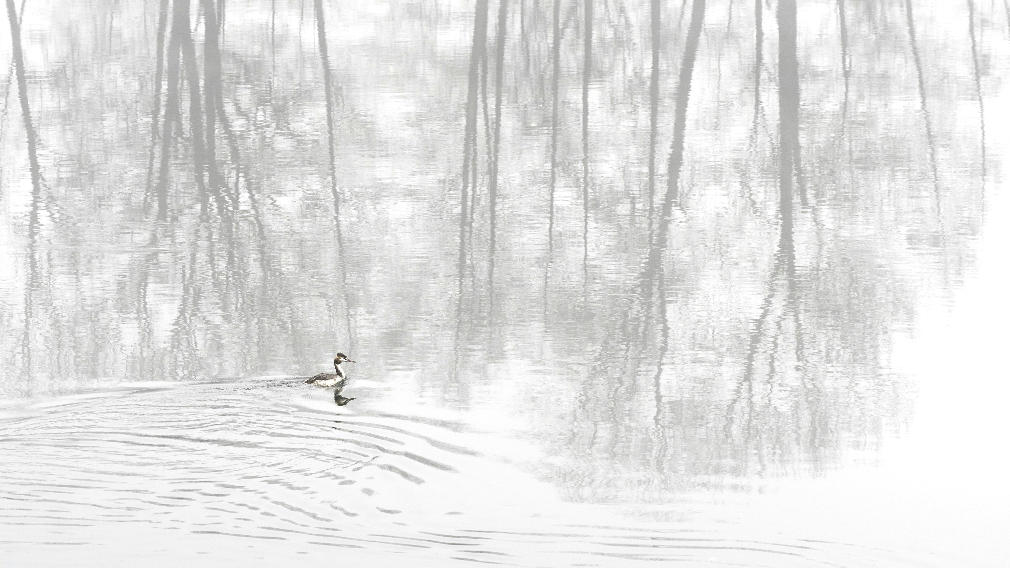 eine Ente, die in einem von Bäumen umgebenen Teich schwimmt