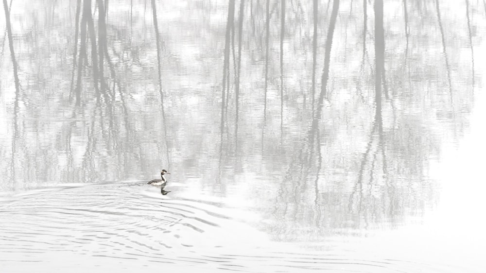 a duck swimming in a pond surrounded by trees