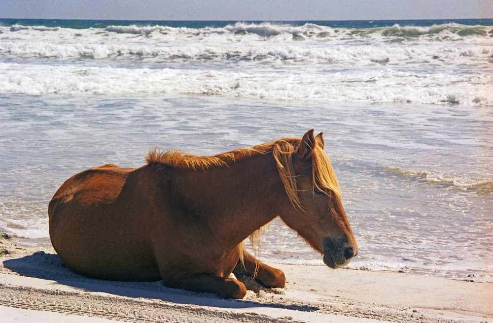 a brown horse laying on top of a sandy beach