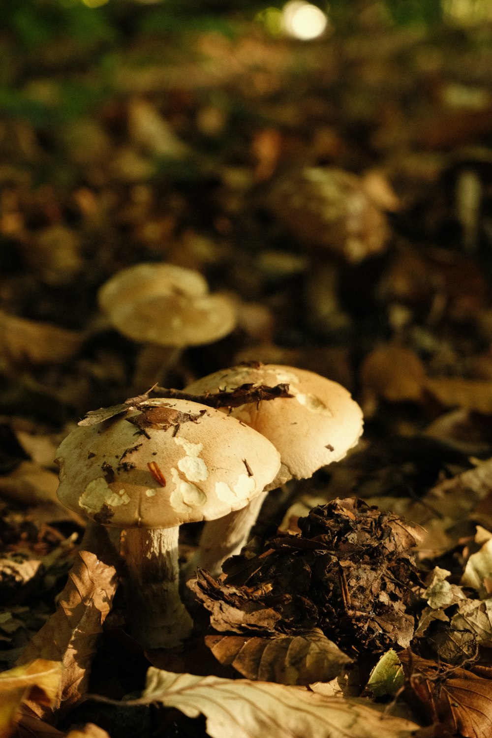 a group of mushrooms that are on the ground