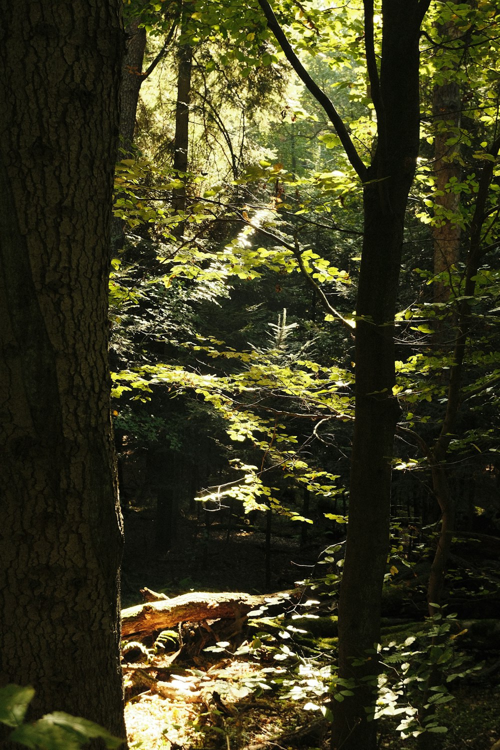 the sun shines through the trees in the forest