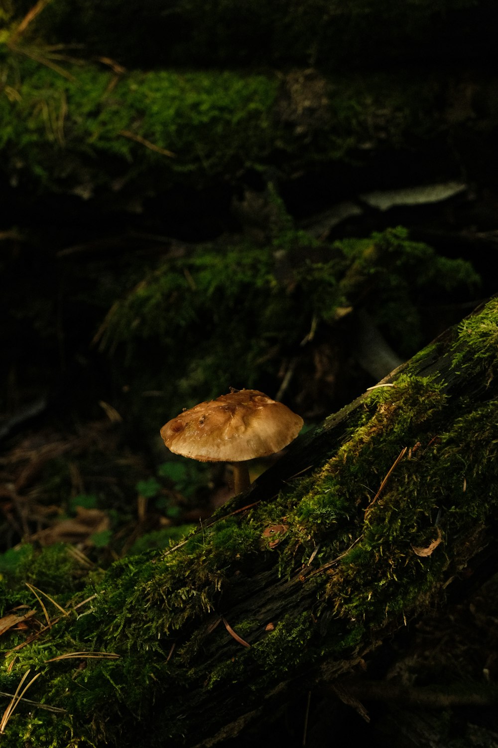 a mushroom sitting on top of a moss covered forest