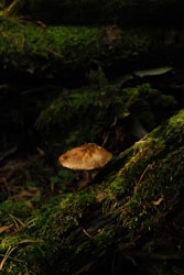 La Magia y Poder de los Hongos Psilocybe Cubensis