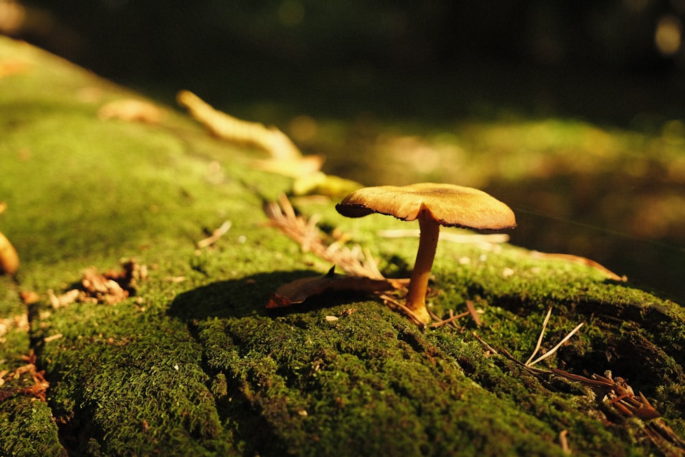 a group of mushrooms sitting on top of a moss covered log