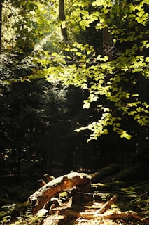 the sun shines through the trees in the forest