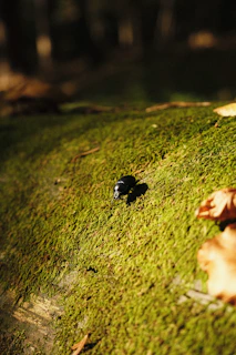 Springtails in motion on damp soil, showing their lively and tiny presence.