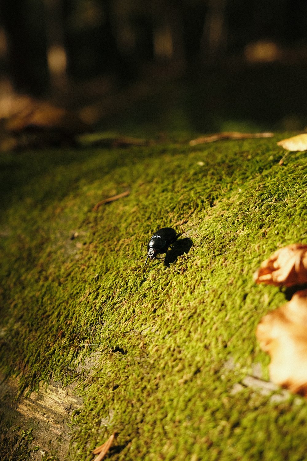 a small black object on a mossy surface