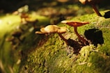 Fresh shiitake mushrooms growing on logs inside a shaded farm area.