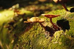 Fresh reishi mushrooms growing on a mossy log in a shaded forest environment.