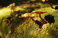 Ganoderma lucidum mushrooms growing on a mossy log in a shaded forest.