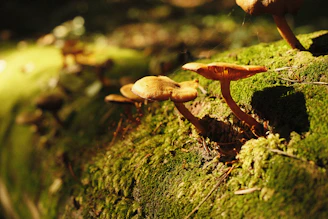 Ganoderma lucidum mushrooms growing on a mossy log in a shaded forest.