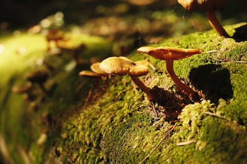 Fresh reishi mushrooms growing on a mossy log in a shaded forest environment.