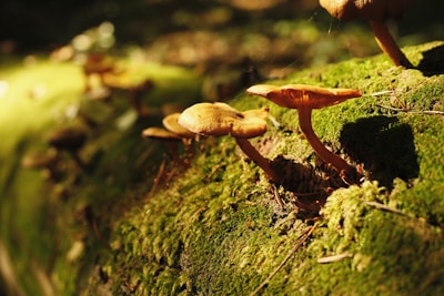 Fresh shiitake mushrooms growing on logs inside a shaded farm area.