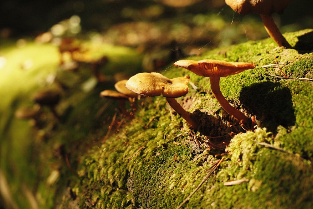 a group of mushrooms growing on a mossy surface