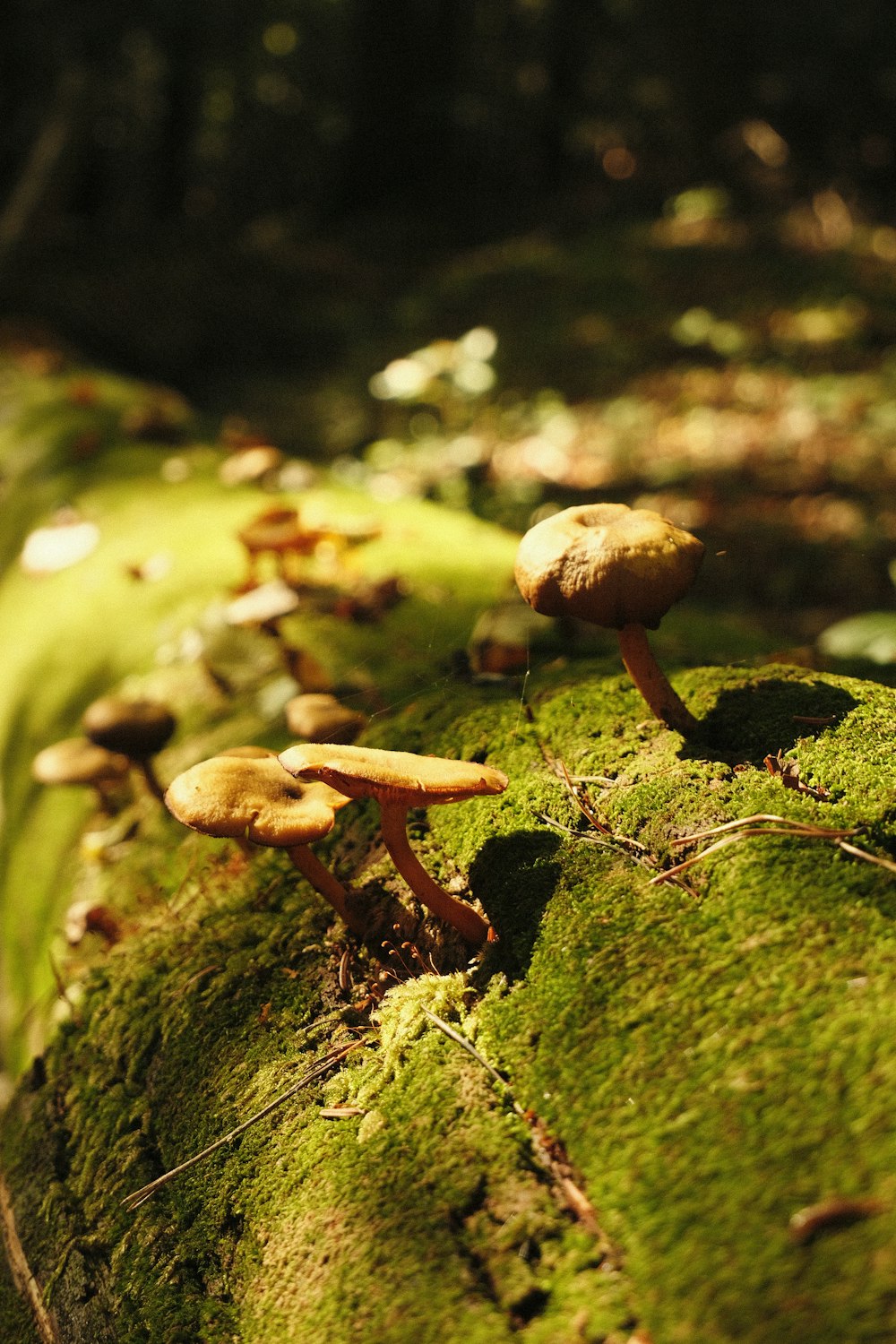 mushrooms growing on a mossy log in the woods